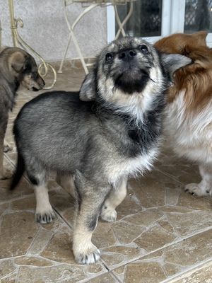 Merina, ein kleines Zwergerl auf vier Pfoten sucht ihr Für-immer-Zuhause, Mischling Welpen - Hündin