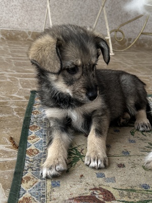 Merina, ein kleines Zwergerl auf vier Pfoten sucht ihr Für-immer-Zuhause, Mischling Welpen - Hündin