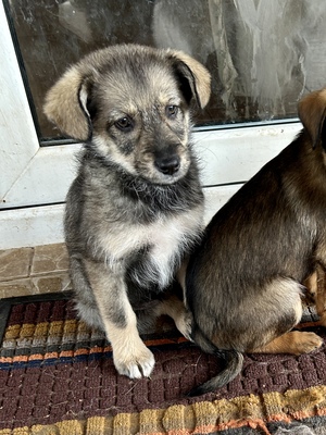 Merina, ein kleines Zwergerl auf vier Pfoten sucht ihr Für-immer-Zuhause, Mischling Welpen - Hündin