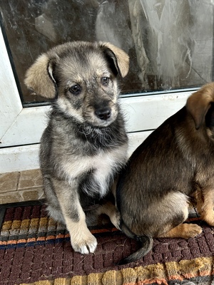 Merina, ein kleines Zwergerl auf vier Pfoten sucht ihr Für-immer-Zuhause, Mischling Welpen - Hündin