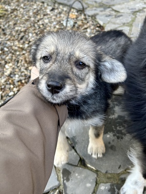 Merina, ein kleines Zwergerl auf vier Pfoten sucht ihr Für-immer-Zuhause, Mischling Welpen - Hündin