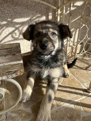 Merina, ein kleines Zwergerl auf vier Pfoten sucht ihr Für-immer-Zuhause, Mischling Welpen - Hündin