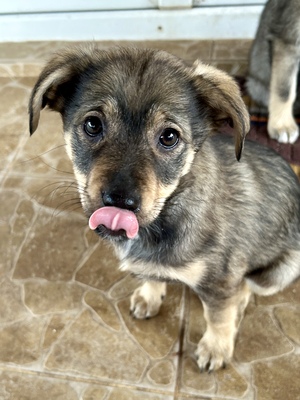 Merina, ein kleines Zwergerl auf vier Pfoten sucht ihr Für-immer-Zuhause, Mischling Welpen - Hündin