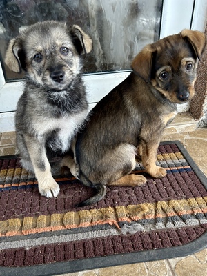 Merina, ein kleines Zwergerl auf vier Pfoten sucht ihr Für-immer-Zuhause, Mischling Welpen - Hündin