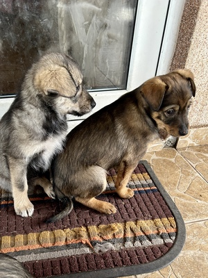 Merina, ein kleines Zwergerl auf vier Pfoten sucht ihr Für-immer-Zuhause, Mischling Welpen - Hündin