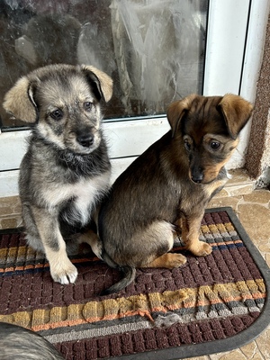 Merina, ein kleines Zwergerl auf vier Pfoten sucht ihr Für-immer-Zuhause, Mischling Welpen - Hündin