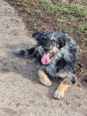 Merle, Altdeutschehütehund strobel mix - Hündin