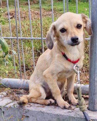 Merle, Mix - Hündin