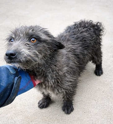 Merle, Mix - Hündin