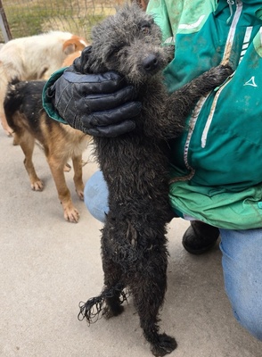 Merle, Mix - Hündin