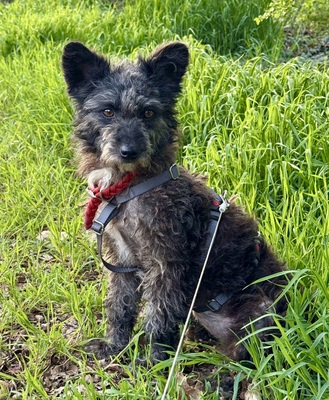 Merle