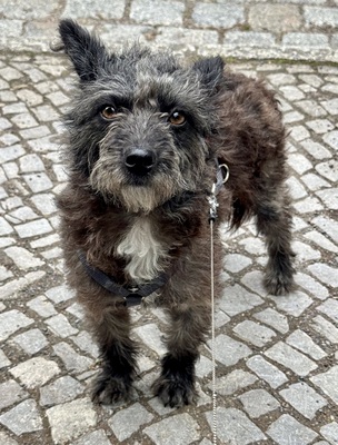 Merle, Mix - Hündin