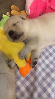 Merlin, Labrador Welpen - Rüde