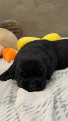 Merlin, Labrador Welpen - Rüde
