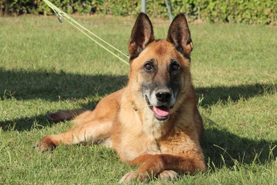 Merlin, Mischling - Rüde