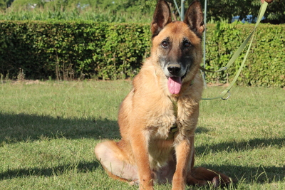 Merlin, Mischling - Rüde