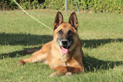 Merlin, Mischling - Rüde