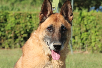 Merlin, Mischling - Rüde