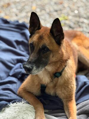 Merlin, Mischling - Rüde