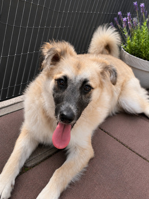 Merlin
