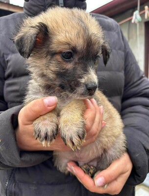 Merlin, Mischling Welpen - Rüde