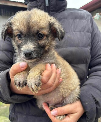 Merlin, Mischling Welpen - Rüde