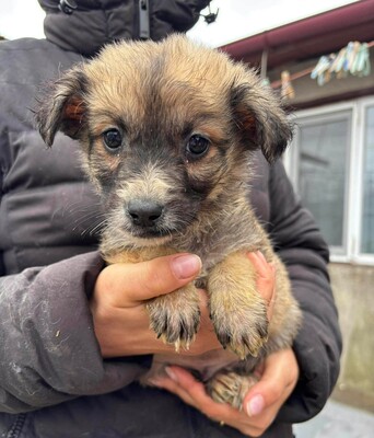 Merlin, Mischling Welpen - Rüde