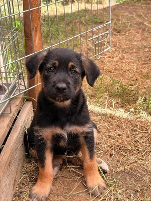 Merlin