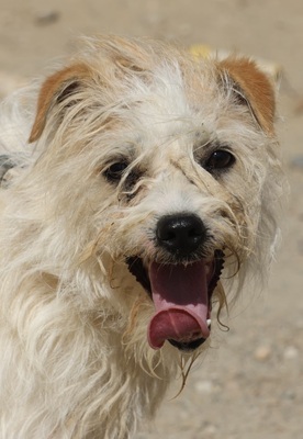 Merlin, Mix - Rüde