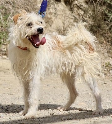 Merlin, Mix - Rüde