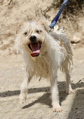 Merlin, Mix - Rüde