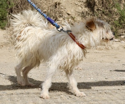 Merlin, Mix - Rüde
