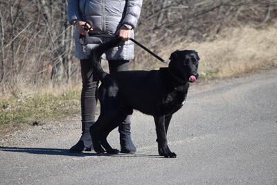 Merlin - Traumhund aus der Tötungsstation gerettet, ca. 3 Jahre/75cm, Mischling - Rüde 1