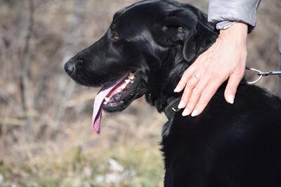 Merlin - Traumhund aus der Tötungsstation gerettet, ca. 3 Jahre/75cm, Mischling - Rüde