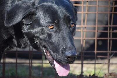 Merlin - Traumhund aus der Tötungsstation gerettet, ca. 3 Jahre/75cm, Mischling - Rüde