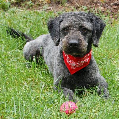 Merly, PUDEL - Rüde