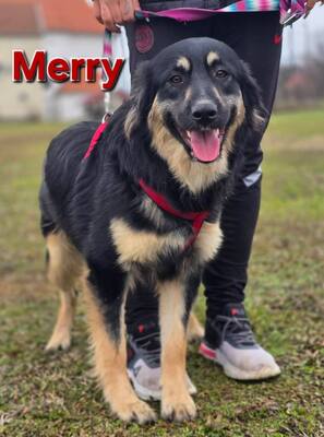 Merry, Mischling - Hündin
