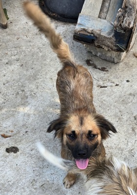 Mette, Mix - Hündin