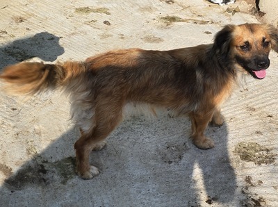 Mette, Mix - Hündin