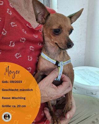 Meyer