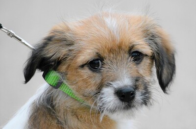 Mezi, Mischling Welpen - Hündin