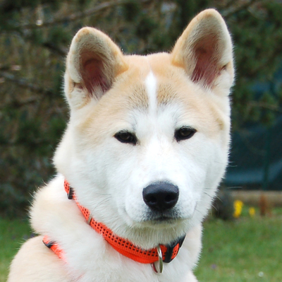 Mia, Akita - Hündin