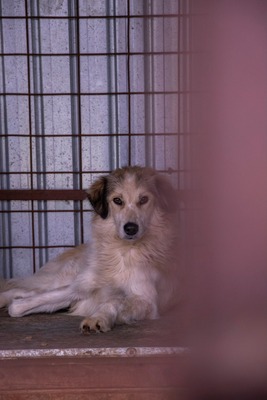 🌸 Mia – Anmut in Weiß sucht ihr Zuhause voller Liebe 🌸, Mischling - Hündin