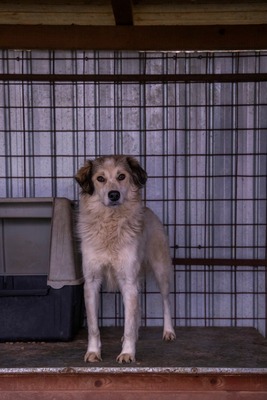 🌸 Mia – Anmut in Weiß sucht ihr Zuhause voller Liebe 🌸, Mischling - Hündin