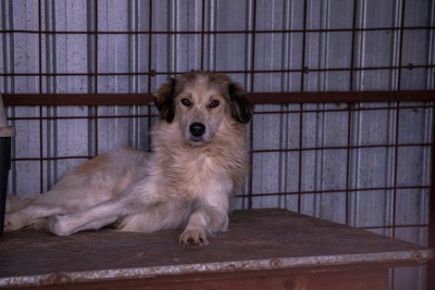 🌸 Mia – Anmut in Weiß sucht ihr Zuhause voller Liebe 🌸, Mischling - Hündin