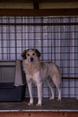 🌸 Mia – Anmut in Weiß sucht ihr Zuhause voller Liebe 🌸, Mischling - Hündin