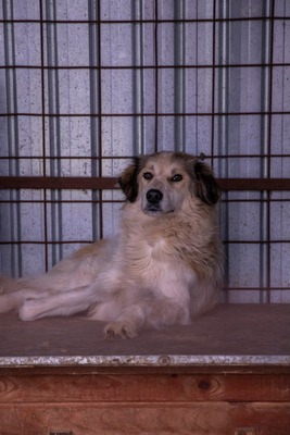 🌸 Mia – Anmut in Weiß sucht ihr Zuhause voller Liebe 🌸, Mischling - Hündin