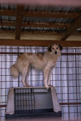 🌸 Mia – Anmut in Weiß sucht ihr Zuhause voller Liebe 🌸, Mischling - Hündin