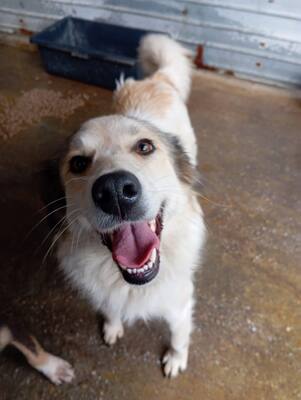 🌸 Mia – Anmut in Weiß sucht ihr Zuhause voller Liebe 🌸, Mischling - Hündin