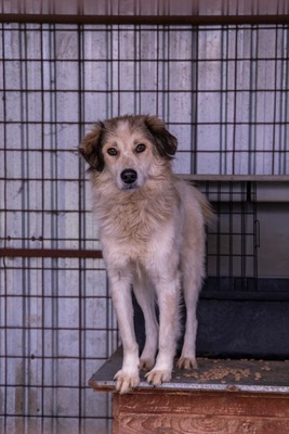 🌸 Mia – Anmut in Weiß sucht ihr Zuhause voller Liebe 🌸, Mischling - Hündin